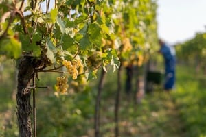 Weingut Mayr Weinrebe