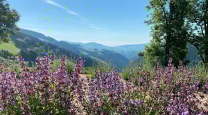 Salbeifeld von Kräuterbauer